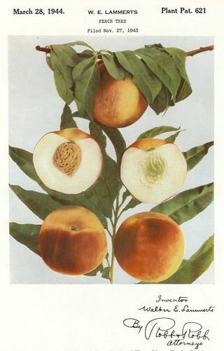 The Plant Patent Directory 