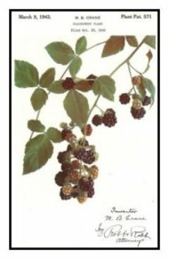 Plant Patent Directory