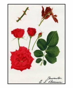 Plant Patent Directory
